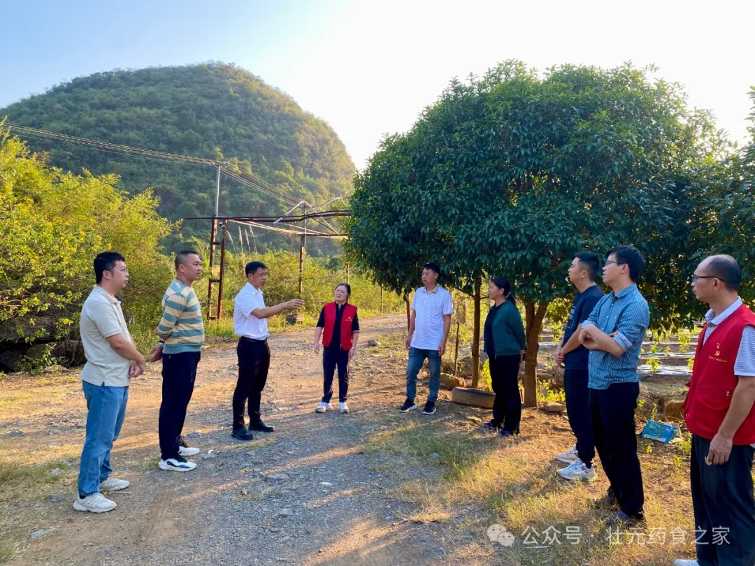 《阳朔葡萄镇：多方发力保障药材基地项目推进》